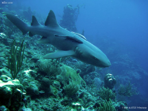 Nurse shark. San Pedro, Belize. Canon Ixus 980, no strobe. by Bea & Stef Primatesta 